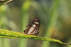 Metamorpha elissa