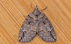 Hydriomena divisaria