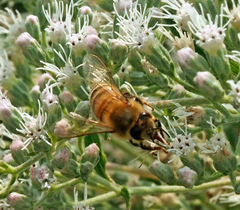 Eupatorium altissimum