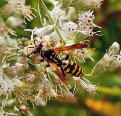 Eupatorium altissimum