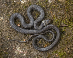 Natrix helvetica sicula