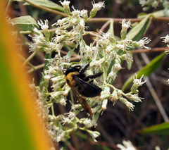 Eupatorium altissimum