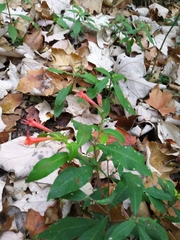 Cuphea appendiculata