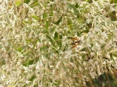 Eupatorium altissimum