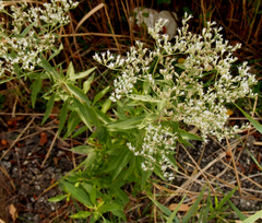 Eupatorium altissimum