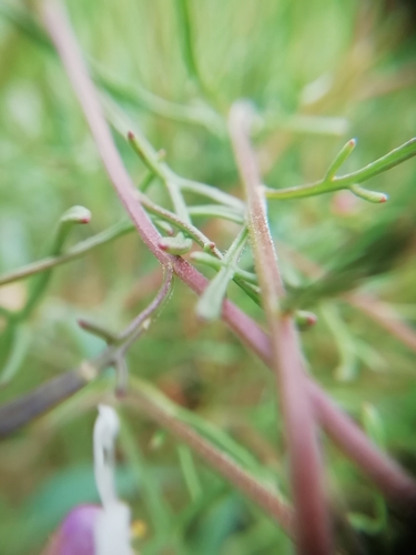 Image of Iberis pinnata by (c) David Delon, some rights reserved (CC BY)