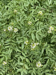Nasturtium officinale