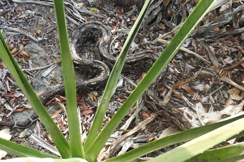 Agave vivipara