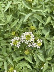 Nasturtium officinale