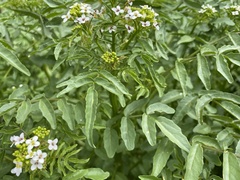 Nasturtium officinale