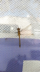 Erythrodiplax nigricans