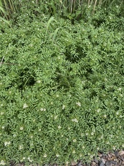 Nasturtium officinale