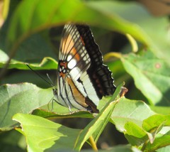 Adelpha serpa