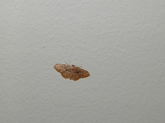 Idaea laevigata