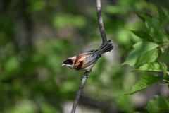 Remiz pendulinus caspius