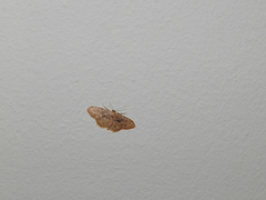 Idaea laevigata