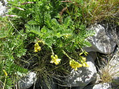Astragalus penduliflorus