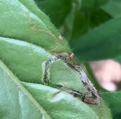 Mompha argentimaculella