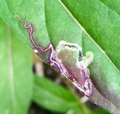 Mompha argentimaculella