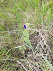 Iris reichenbachiana