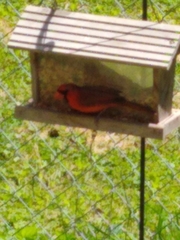 Cardinalis cardinalis