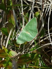 Nemoria rubrifrontaria