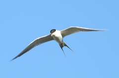 Sterna forsteri