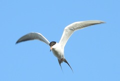Sterna forsteri
