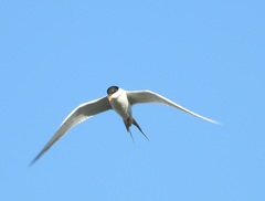 Sterna forsteri