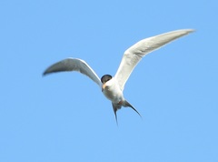 Sterna forsteri