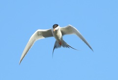 Sterna forsteri
