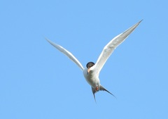 Sterna forsteri
