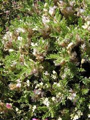 Astragalus sempervirens