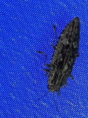 Chrysochroinae