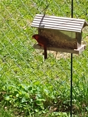 Cardinalis cardinalis