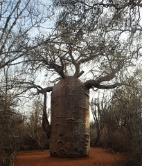 Adansonia rubrostipa