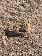 Crotalus cerastes cercobombus