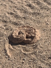 Crotalus cerastes cercobombus