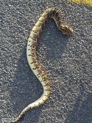 Bitis arietans arietans