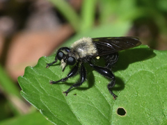 Laphria virginica