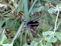 Zachaeus crista