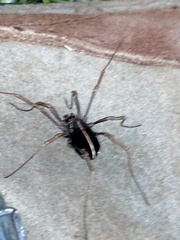 Zachaeus crista