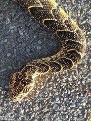 Bitis arietans arietans