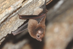 Lesser Dog-Like Bat photo 2