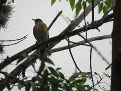 Turdus rufopalliatus