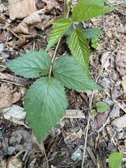 Rubus