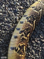 Bitis arietans arietans