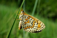 Melitaea trivia