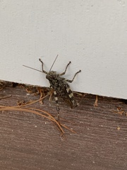 Melanoplus punctulatus