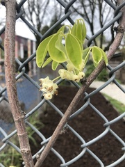 Akebia